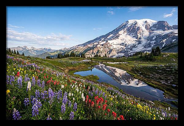 Mount Rainier Reflected In Paradise Meadows