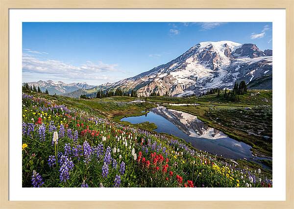 Mount Rainier Reflected In Paradise Meadows