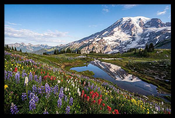 Mount Rainier Reflected In Paradise Meadows