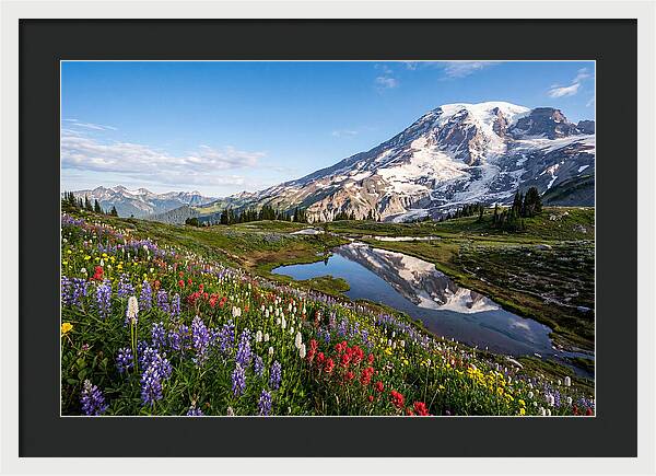 Mount Rainier Reflected In Paradise Meadows