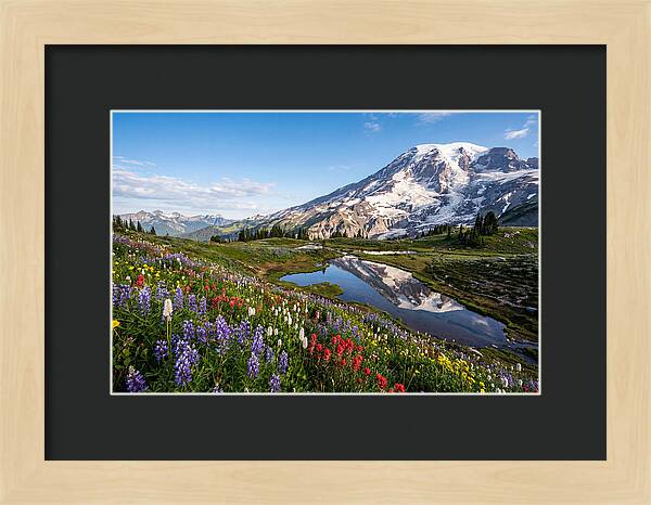 Mount Rainier Reflected In Paradise Meadows