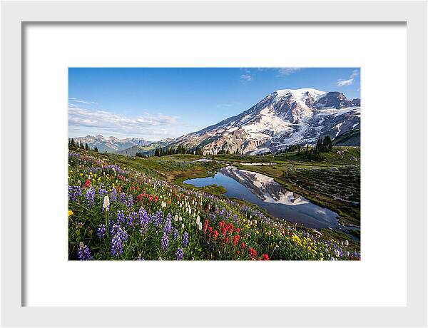 Mount Rainier Reflected In Paradise Meadows