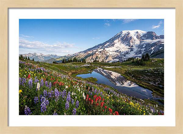 Mount Rainier Reflected In Paradise Meadows