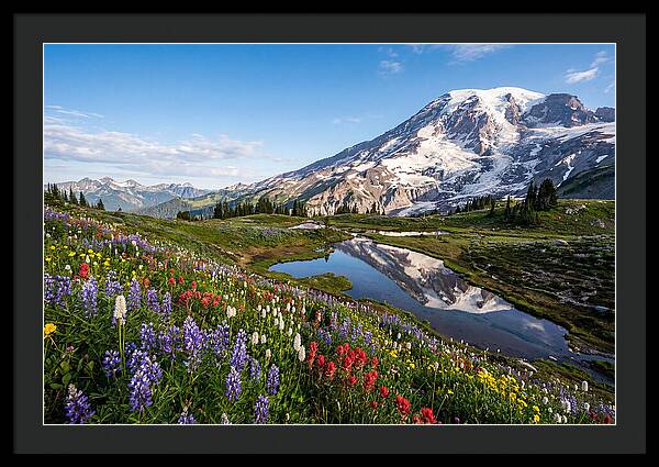 Mount Rainier Reflected In Paradise Meadows