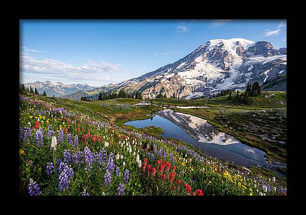Mount Rainier Reflected In Paradise Meadows