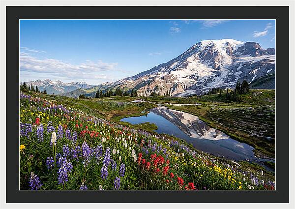 Mount Rainier Reflected In Paradise Meadows