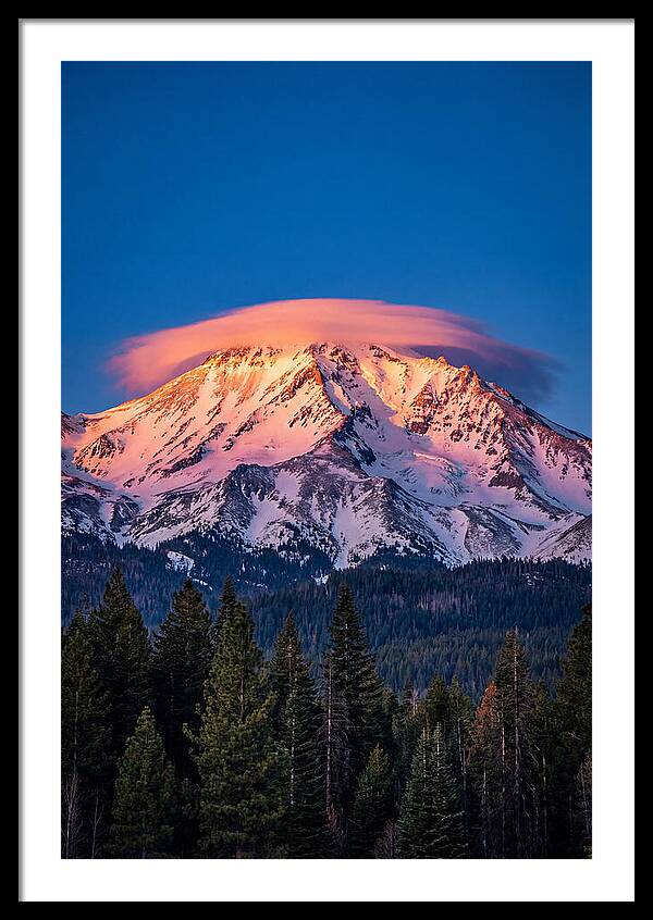 Evergreen Forest Art
