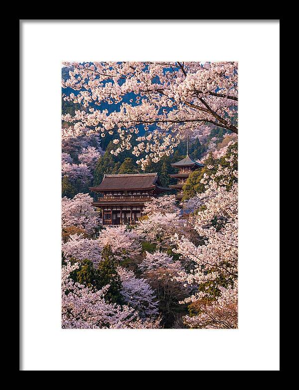 Mount Yoshino Cherry Blossoms In Full Bloom