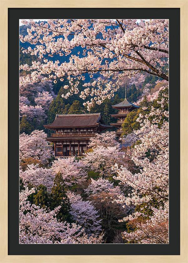 Mount Yoshino Cherry Blossoms In Full Bloom