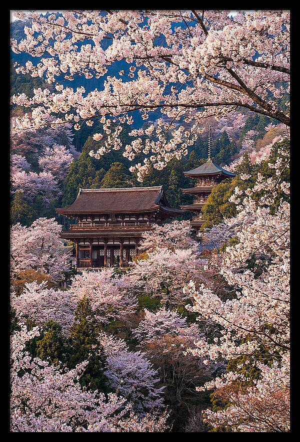 Mount Yoshino Cherry Blossoms In Full Bloom