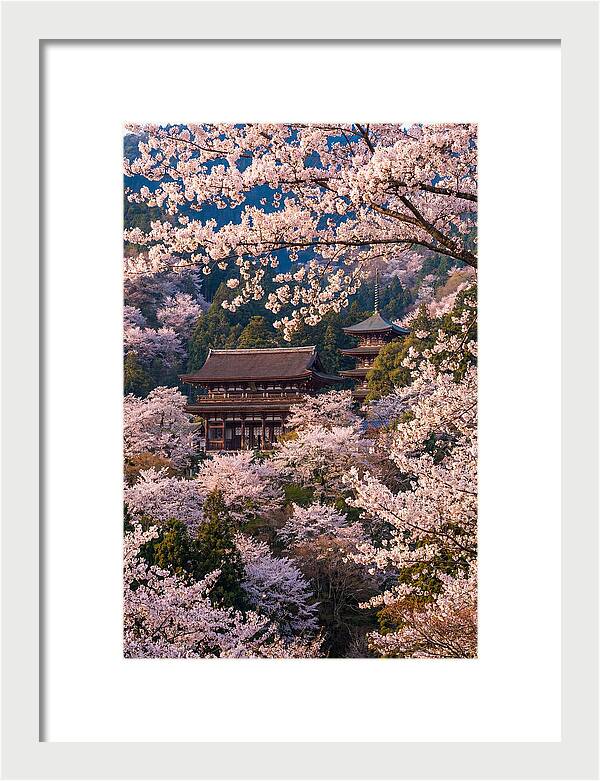 Mount Yoshino Cherry Blossoms In Full Bloom