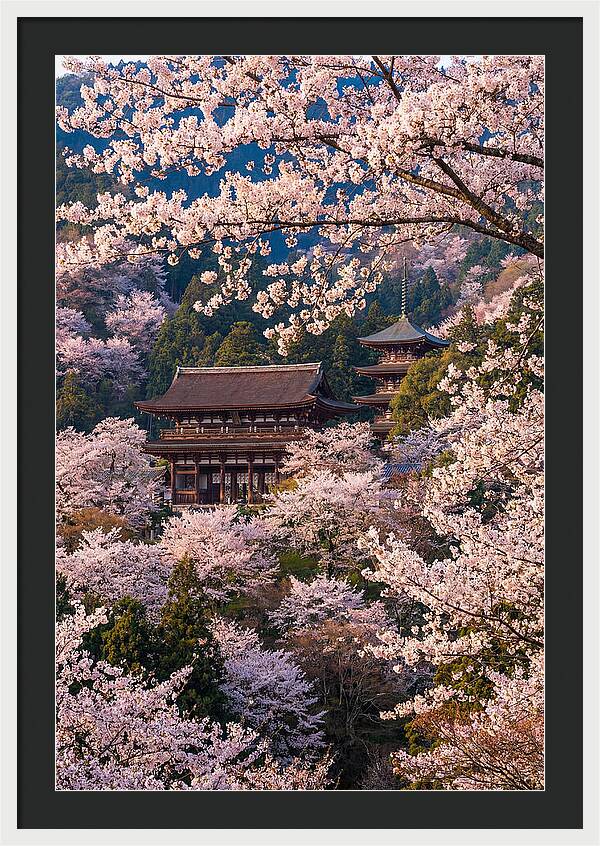 Mount Yoshino Cherry Blossoms In Full Bloom
