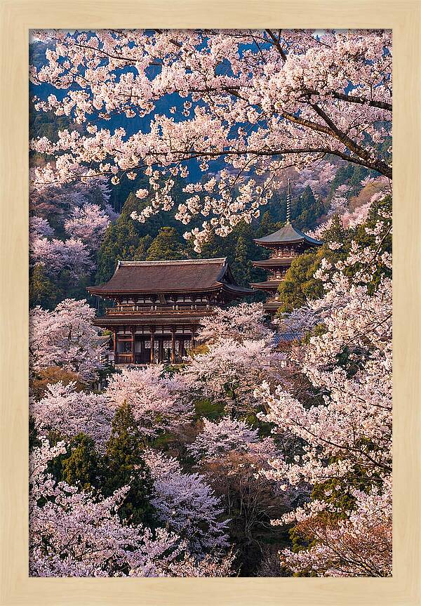 Mount Yoshino Cherry Blossoms In Full Bloom