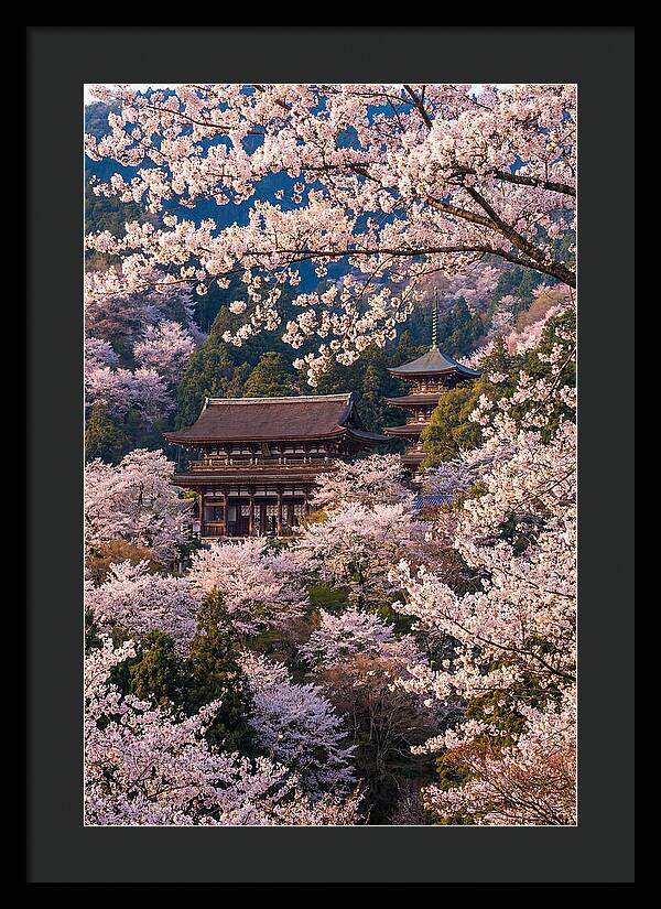 Mount Yoshino Cherry Blossoms In Full Bloom