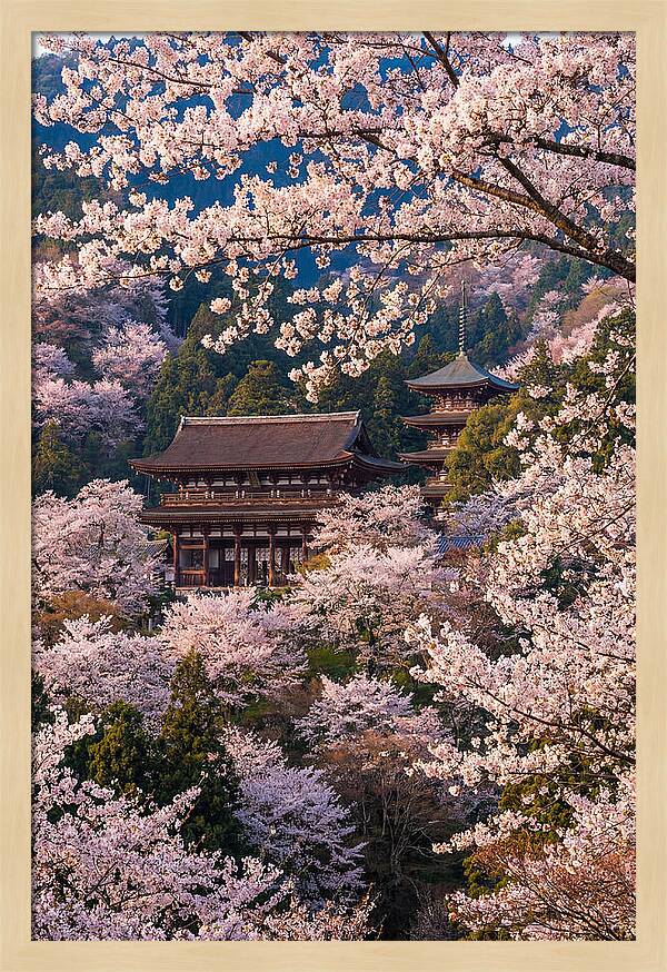 Mount Yoshino Cherry Blossoms In Full Bloom