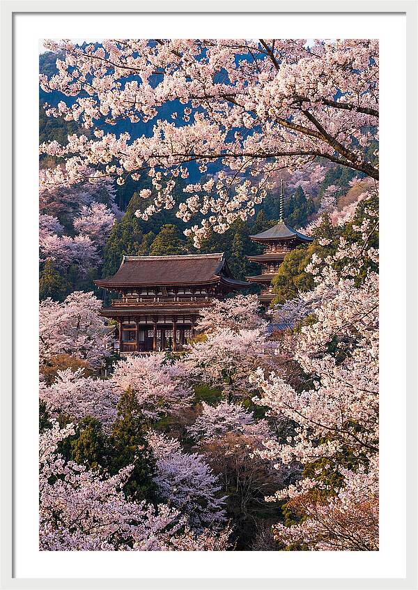 Mount Yoshino Cherry Blossoms In Full Bloom