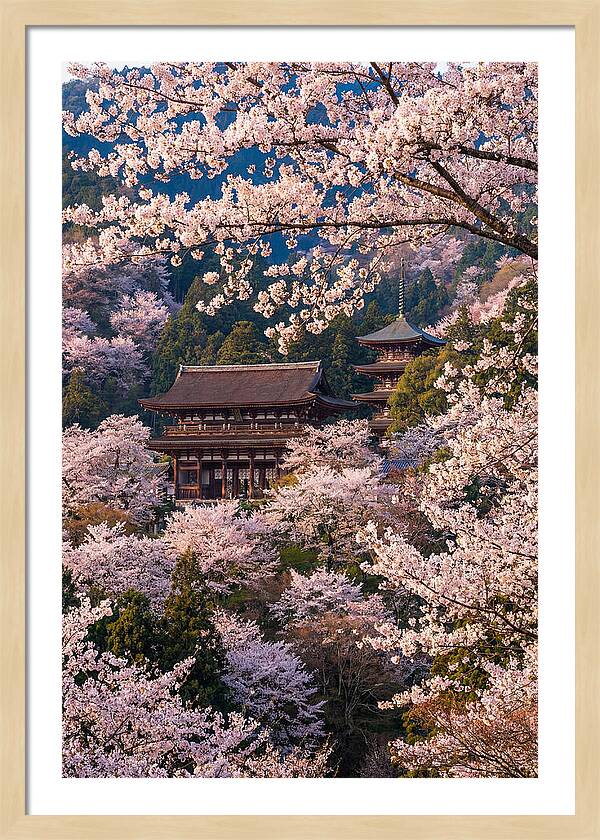 Mount Yoshino Cherry Blossoms In Full Bloom