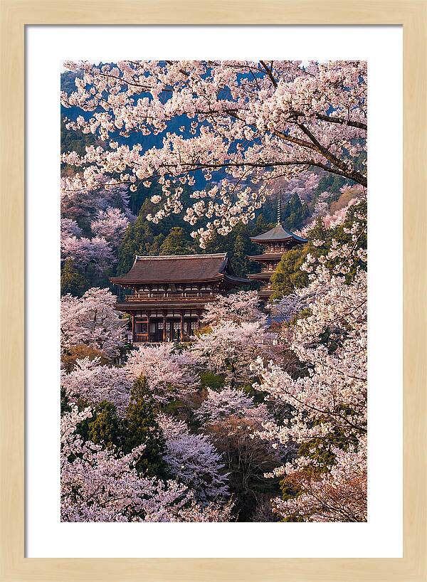 Mount Yoshino Cherry Blossoms In Full Bloom