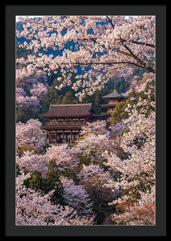 Mount Yoshino Cherry Blossoms In Full Bloom