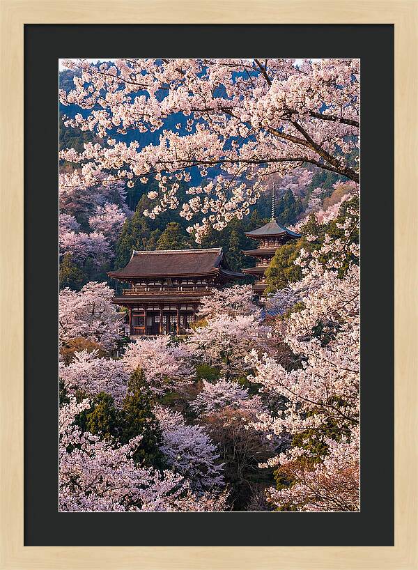 Mount Yoshino Cherry Blossoms In Full Bloom