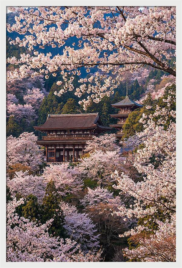 Mount Yoshino Cherry Blossoms In Full Bloom