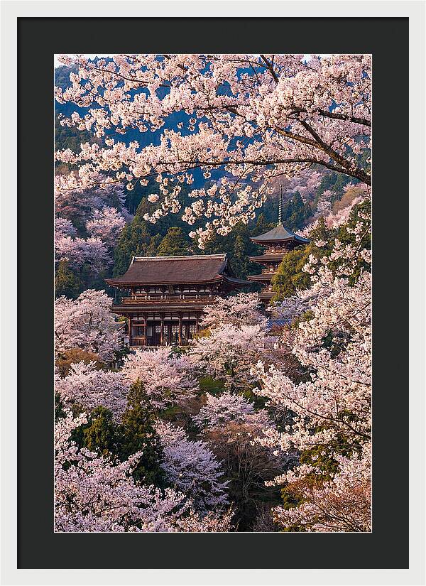 Mount Yoshino Cherry Blossoms In Full Bloom