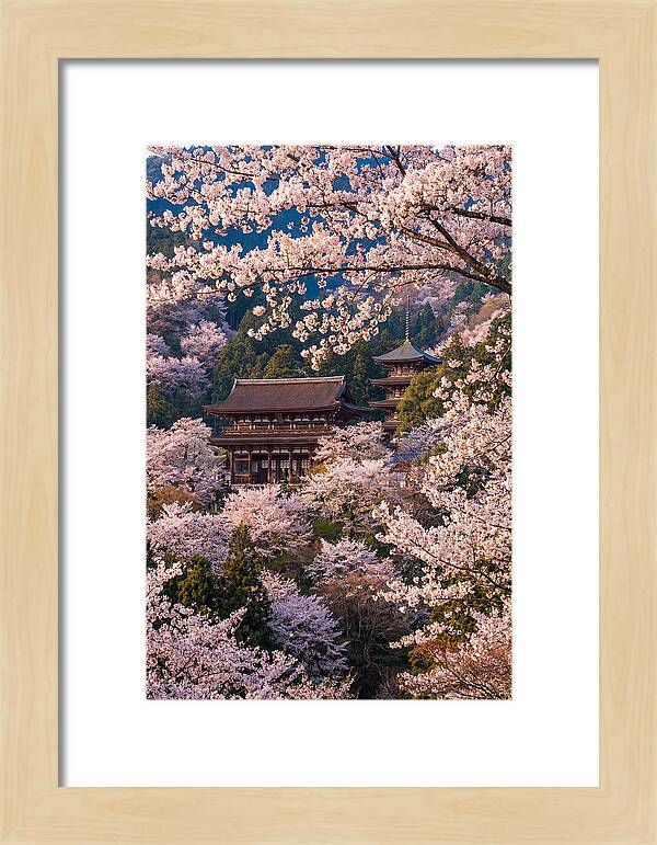 Mount Yoshino Cherry Blossoms In Full Bloom