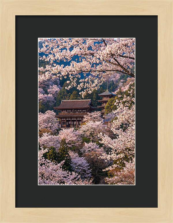 Mount Yoshino Cherry Blossoms In Full Bloom