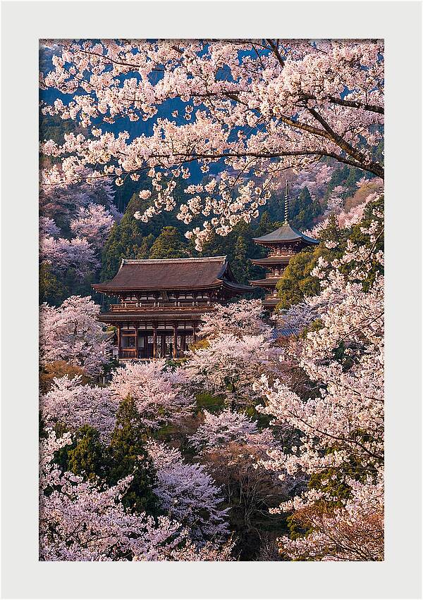 Mount Yoshino Cherry Blossoms In Full Bloom