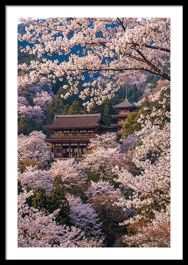 Mount Yoshino Cherry Blossoms In Full Bloom