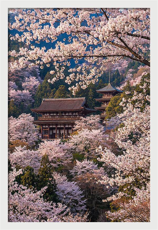 Mount Yoshino Cherry Blossoms In Full Bloom