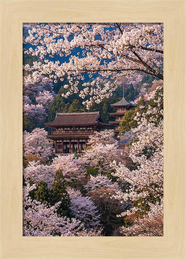 Mount Yoshino Cherry Blossoms In Full Bloom