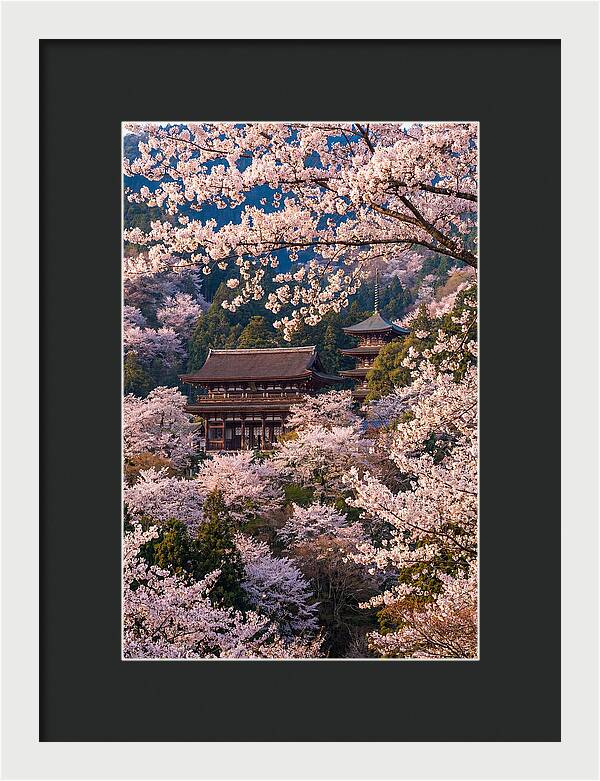 Mount Yoshino Cherry Blossoms In Full Bloom