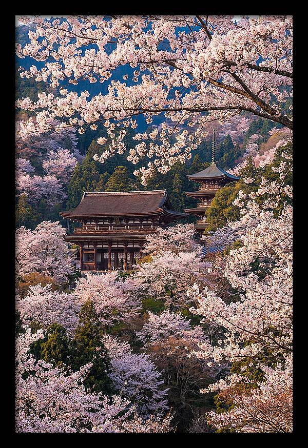 Mount Yoshino Cherry Blossoms In Full Bloom