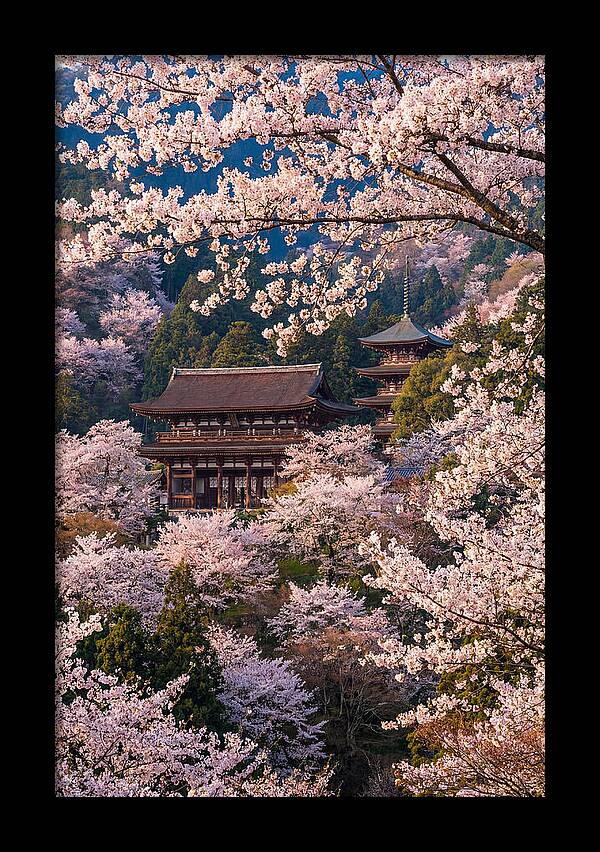 Mount Yoshino Cherry Blossoms In Full Bloom
