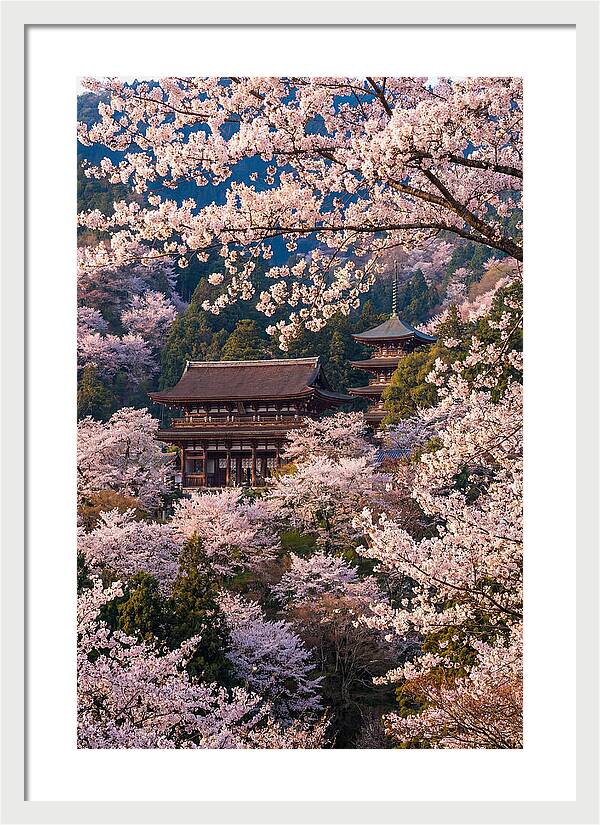 Mount Yoshino Cherry Blossoms In Full Bloom