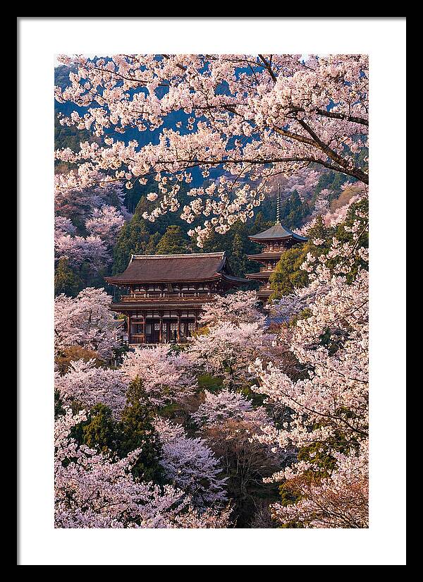 Mount Yoshino Cherry Blossoms In Full Bloom