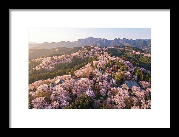Mount Yoshino In Full Bloom