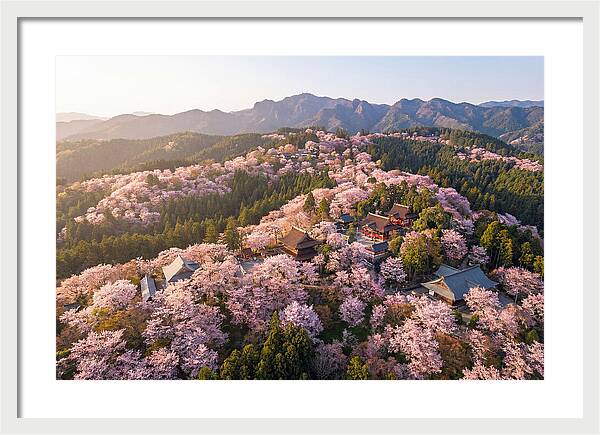 Mount Yoshino In Full Bloom
