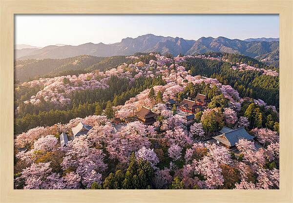 Mount Yoshino In Full Bloom