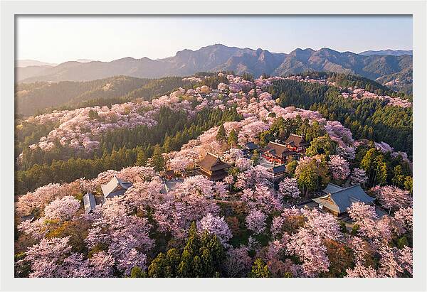 Mount Yoshino In Full Bloom