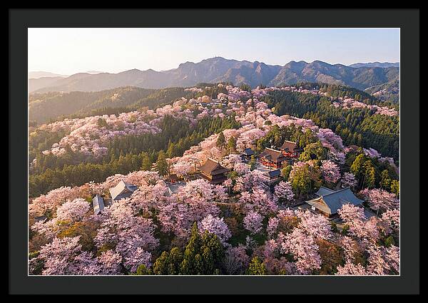 Mount Yoshino In Full Bloom