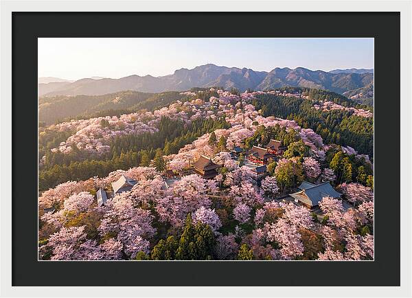 Mount Yoshino In Full Bloom