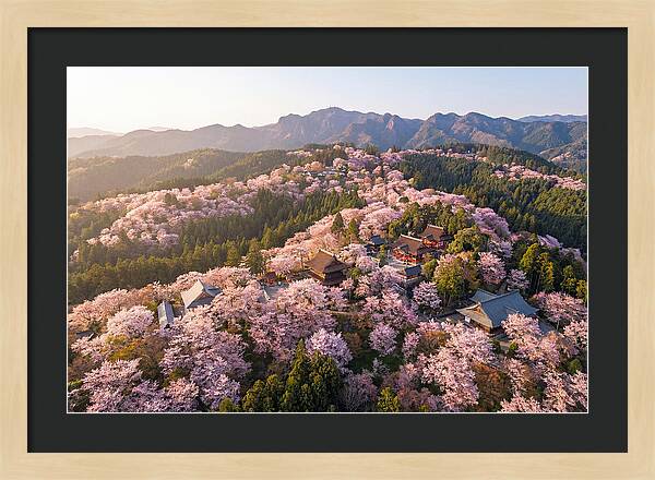 Mount Yoshino In Full Bloom