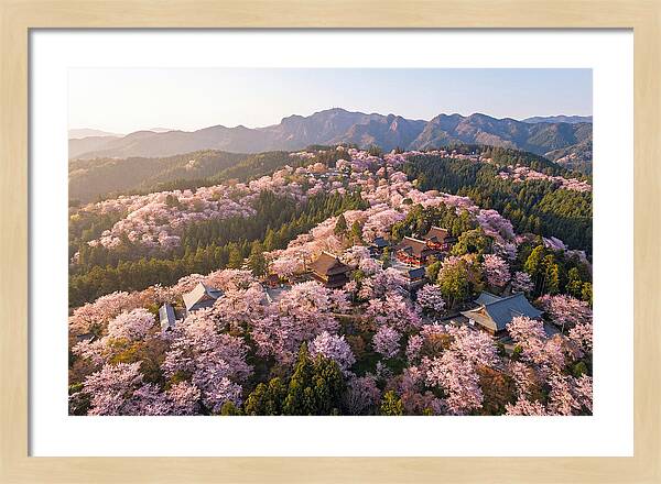 Mount Yoshino In Full Bloom
