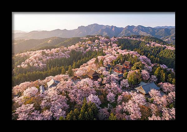 Mount Yoshino In Full Bloom
