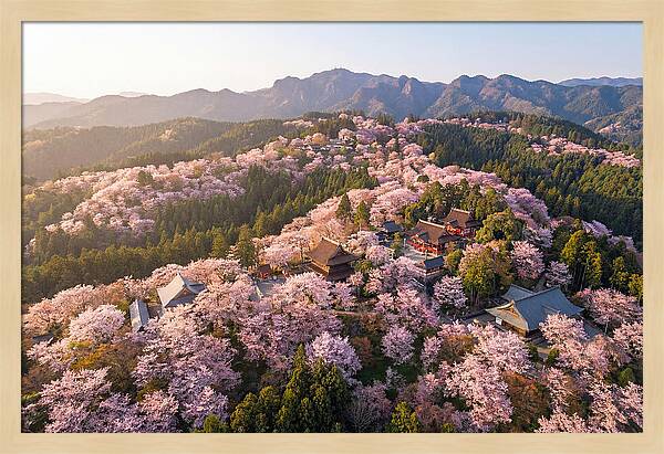 Mount Yoshino In Full Bloom