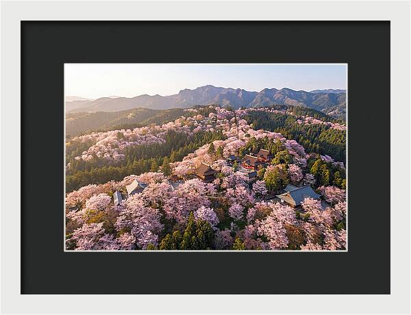 Mount Yoshino In Full Bloom