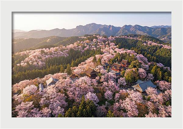 Mount Yoshino In Full Bloom
