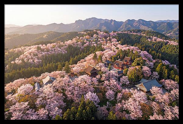 Mount Yoshino In Full Bloom